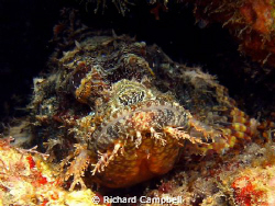 Sealife DC1000... by Richard Campbell 